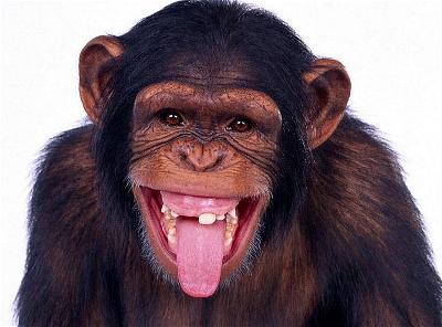 Khi_Monkey Smile