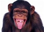khi-monkey-smile