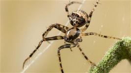 nhen-spider