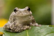 frog-skin